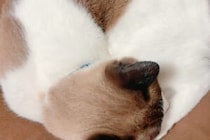 今年もこの季節が…！　猫が丸まってできた模様に4万人「心が温まった」