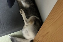 「ドスン」という音がしたと思ったら？　シベリアンハスキーの姿に4万人から「すごい」