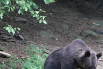 頭部に60針を縫うことに…　国立公園でクマに襲われたレスリング部の大学生