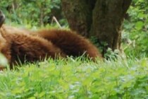 スプレーも効かず死を覚悟… 　ハイキング中クマに襲われた夫婦