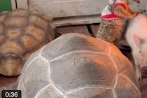 ストーブの前にいた生き物は？　6000人以上が癒された冬を感じる光景に「平和すぎる」