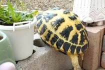 ブロックをまたごうとするリクガメ　下にいた生き物に1万人以上が「思慮深い」