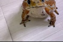 飼い主を呼ぶヒキガエル　その様子に「こんな動きするなんて！」