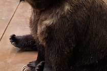 朝に突然…　クマに襲われ90mも引きずられた女性、頭と頭皮に重傷を負う