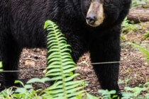 噛まれて大怪我を負ったのに…　クマを射殺した猟師に懲役4ヶ月と賠償金支払い命令