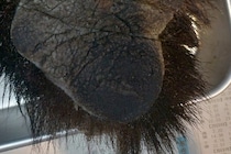 駆除されたクマの毛を引き抜いてみると？　「襲われたら怖すぎる」