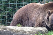 ガス掘削施設のフェンスを破壊…　クマに襲われた作業員が頭蓋骨露出の重傷