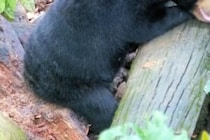 遺体はひどく損傷…　26歳男性がクマに襲われ死亡