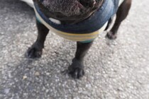 これは笑顔…？　飼い主「過去一番で変な顔かもしれない」と困惑した愛犬の表情