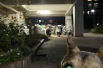 夜に愛犬を撮影したら？　「お前犬ちゃうやろ」に約10万人が共感！