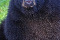 額の皮膚の一部と眉毛の大部分を失い…　マラソン大会中クマに襲われた参加者