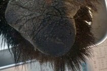 駆除されたクマの毛を引き抜いてみると？　「えげつない」
