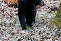 一時期は絶滅寸前にまで追い込んだが…　スロバキアのクマ駆除対策に環境保護団体が反発