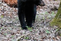 一時期は絶滅寸前にまで追い込んだが…　スロバキアのクマ駆除対策に環境保護団体が反発