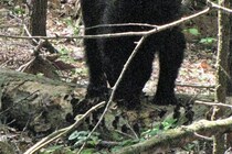 発砲しても…　命中させた男性がクマに襲われ頭部を噛まれる重傷