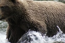 立てこもっていた4頭全てを駆除　74歳男性が自宅に侵入したクマに襲われ重傷