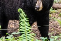 噛まれて大怪我を負ったのに…　クマを射殺した猟師に懲役4ヶ月と賠償金支払い命令