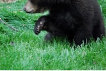 エサを与えようとしたら…　男性がクマに襲われ80mの谷底まで引き摺り込まれ死亡