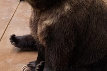 朝に突然…　クマに襲われ90mも引きずられた女性、頭と頭皮に重傷を負う