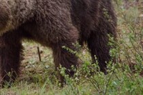 発見時に遺体は食べられていた…　19歳少女がクマに襲われ死亡