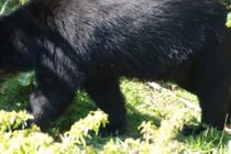 最後は追いかけられ…　ハイキングをしていた31歳がクマに襲われ死亡