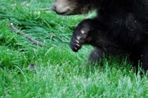 逃げながらも「来て！来て！」　クマに遭遇した登山家が崖から落ち死亡