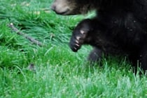 逃げながらも「来て！来て！」　クマに遭遇した登山家が崖から落ち死亡