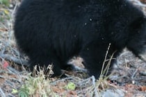 逃げていたのに…　クマに遭遇した女性が斜面から落ち死亡