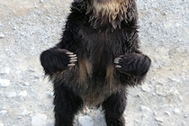 クマはいつ冬眠する？　上野動物園の発信に「ありがたい」「正しく知ることが大事」