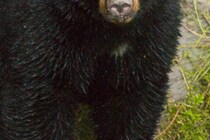 「激しい攻撃を受けている」と連絡も…　クマに襲われ亡くなった登山者