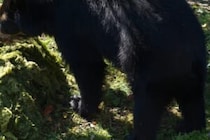 駆除に苦戦で身体の大半は食べられていた… 　クマに襲われ亡くなった女性の最後