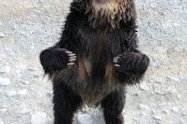 クマはいつ冬眠する？　上野動物園の発信に「ありがたい」「正しく知ることが大事」