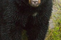 「激しい攻撃を受けている」と連絡も…　クマに襲われ亡くなった登山者