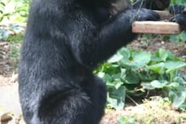 射撃した弾が自分の太ももに直撃…　クマに襲われた男性に起きた悲劇