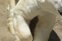 「近くにいたら知らせてほしい」　野生動物のカメラマンがホッキョクグマに襲われ死亡