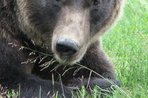 明らかに誰かが餌付け…　観光地でピザを食べていたクマ