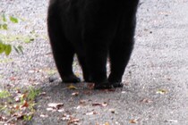 捕獲後は安楽死　5歳・1歳を襲い怪我を負わせたクマ