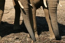 動物園が公開したゾウの牙を削る様子に2万人が驚愕！　「こうやってやるんだ」