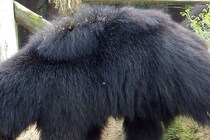 脊椎を損傷し即死…　キャンプをしていた女性がクマに襲われ死亡