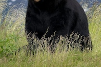 頭蓋骨は潰れていた…　クマに襲われた猟師が死亡