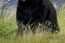 声をかけると頭蓋骨は潰れていた…　クマに襲われた猟師が死亡