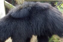 脊椎を損傷し即死…　キャンプをしていた女性がクマに襲われ死亡