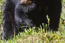 帰宅時間帯に…　宮城・女川に出没したクマに「デカすぎる」