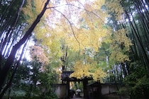 「人種差別には当たらない」　京都の地蔵院（竹寺）が国内在住か否かで拝観料を分けている理由を説明