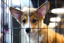 欧米で消えつつある「ペットを売る店」――生体販売の問題点、日本の対応は