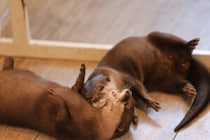 日本のカフェのカワウソ、タイ密猟地とDNA一致　違法取引の疑いを専門家指摘