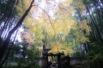 「人種差別には当たらない」　京都の地蔵院（竹寺）が国内在住か否かで拝観料を分けている理由を説明