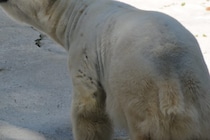 雪は一面血の海に…　ホッキョクグマに襲われた環境活動家が死亡