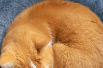 眠っていた猫の姿が？　「見ているだけで癒される…！」