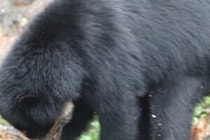 大切に育てていても…　保護した子グマに襲われた男性が死亡